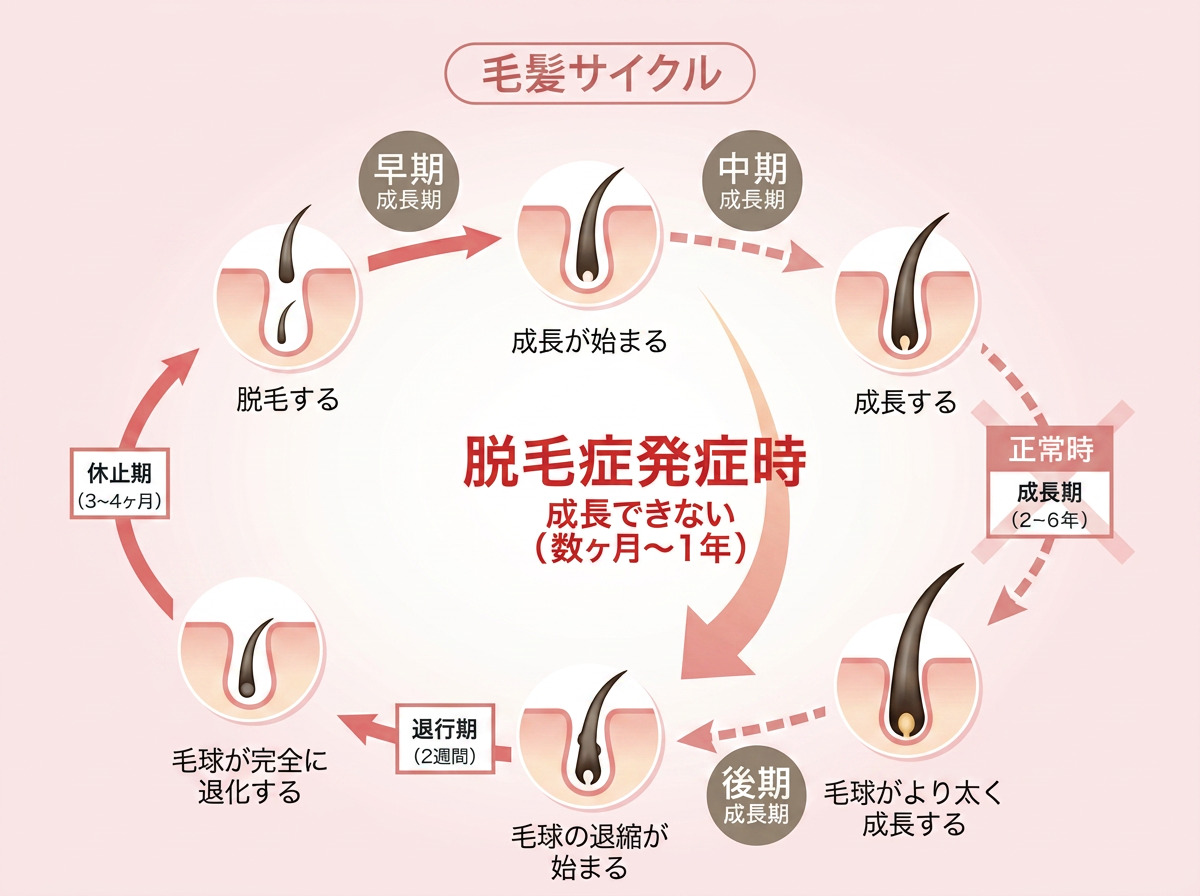 毛髪サイクル