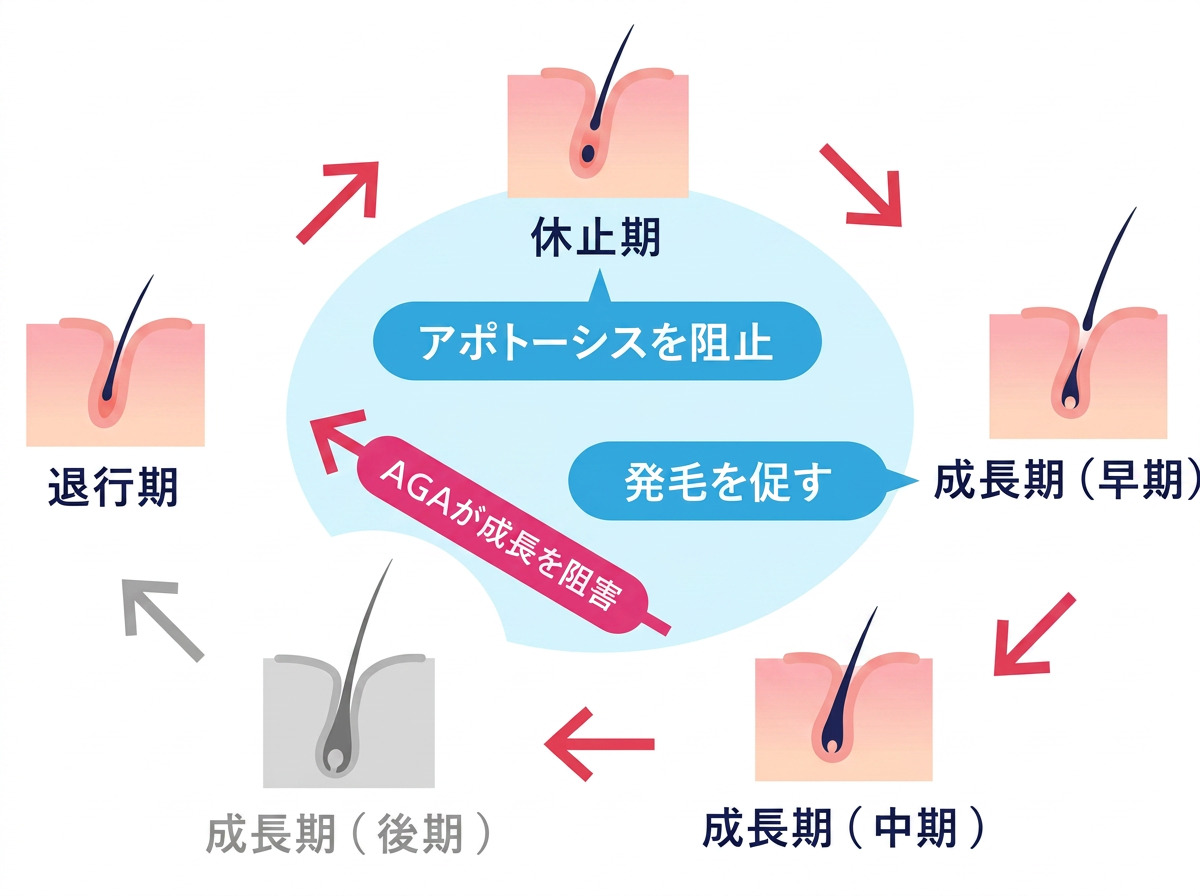 AGAが成長を阻害